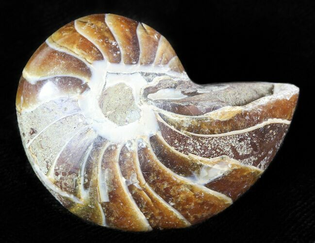 Cretaceous Nautilus Fossil - Madagascar #46027